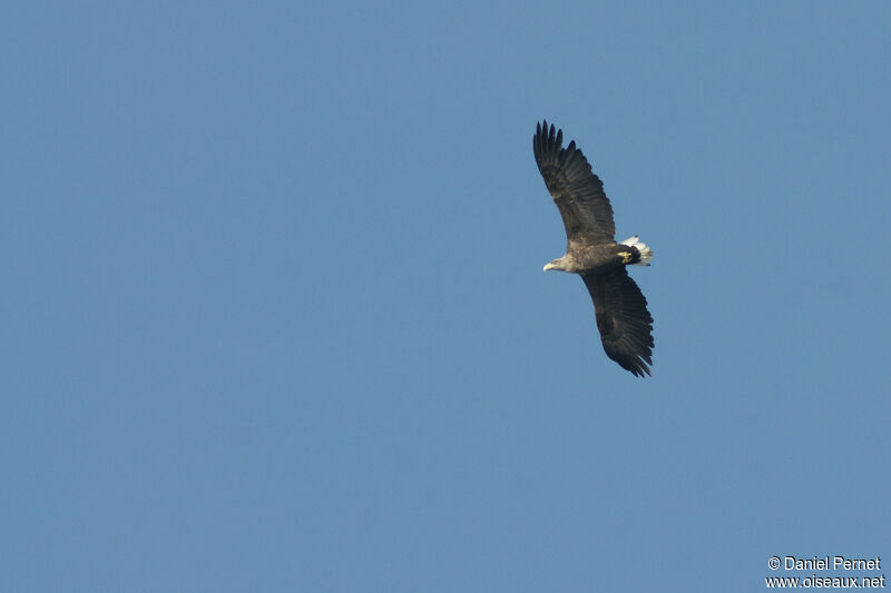 White-tailed Eagleadult, identification, close-up portrait, Flight