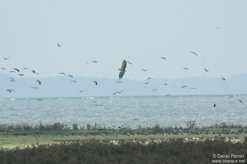 Pygargue à queue blancheadulte, habitat, Vol, pêche/chasse