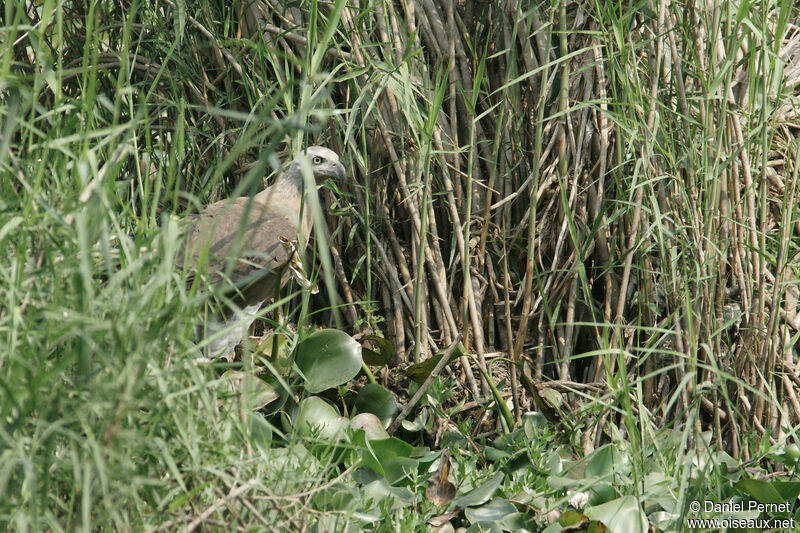 Grey-headed Fish Eagleadult, identification, walking, fishing/hunting