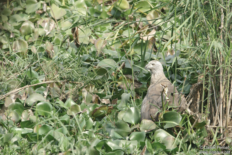 Grey-headed Fish Eagleadult, walking, fishing/hunting