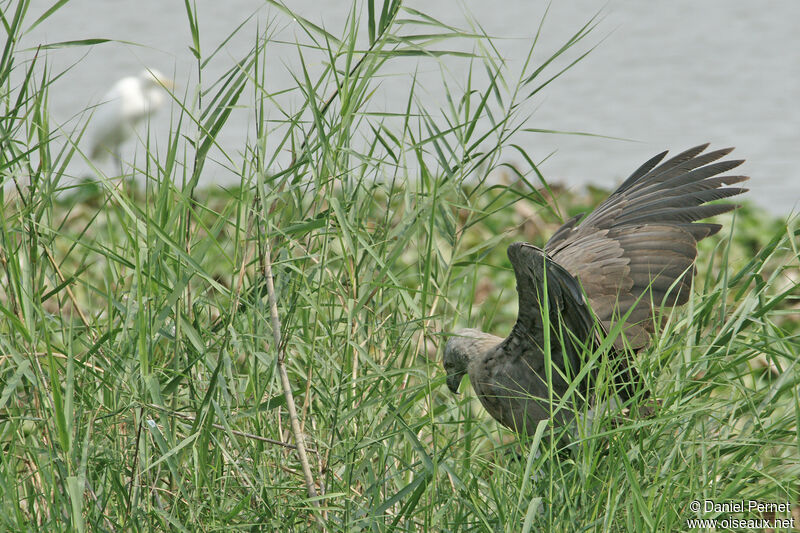 Grey-headed Fish Eagleadult, walking, fishing/hunting