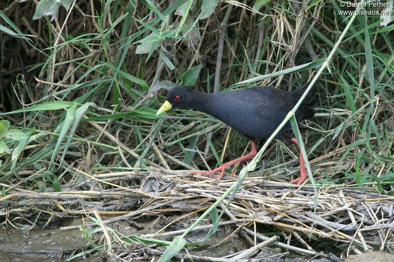 Râle à bec jaune, identification