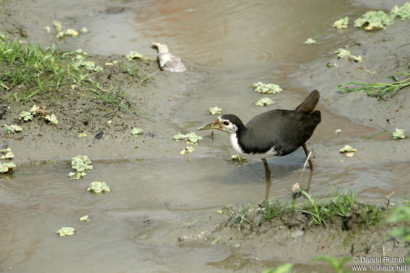 Râle à poitrine blancheadulte, identification, habitat, marche