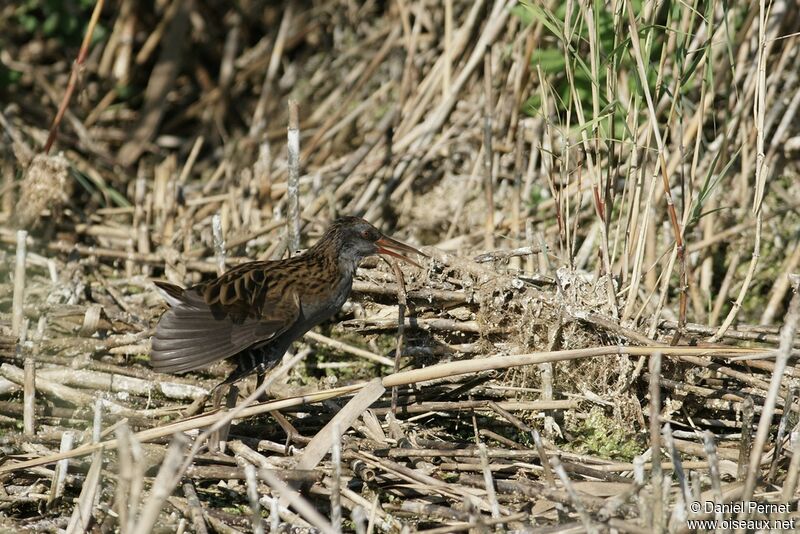 Water Rail male adult, identification, Behaviour