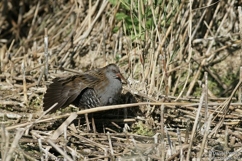 Water Rail male adult, identification, Behaviour