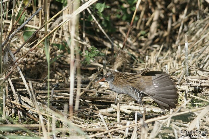 Water Rail male adult, identification, Behaviour