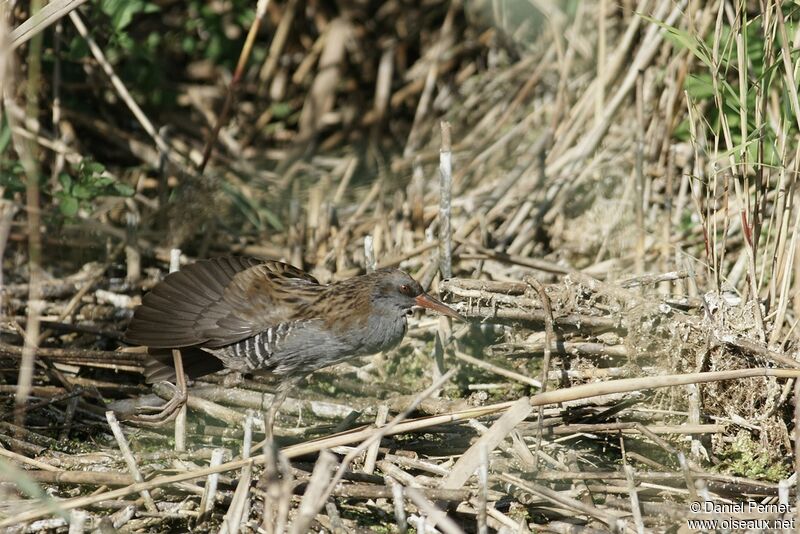 Water Rail male adult, identification, Behaviour