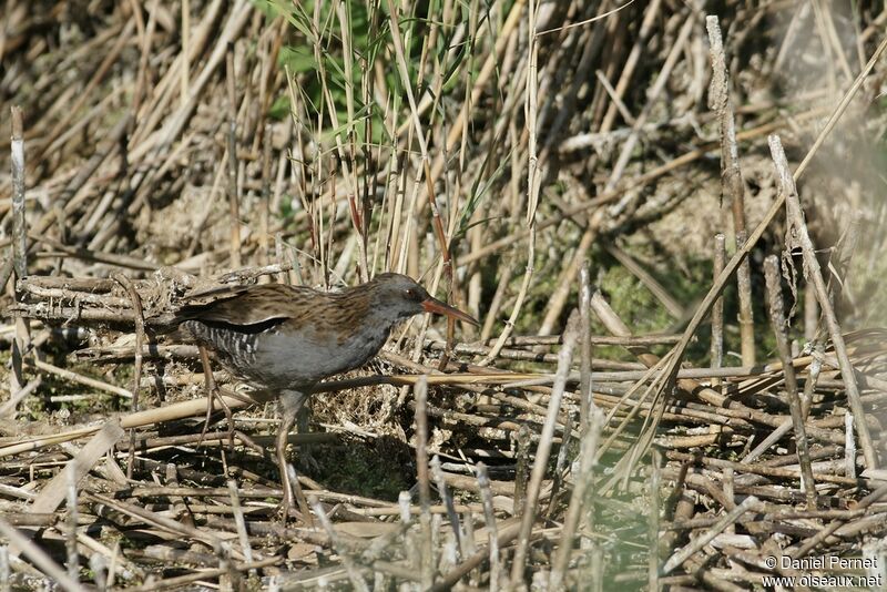 Water Rail male adult, identification, Behaviour