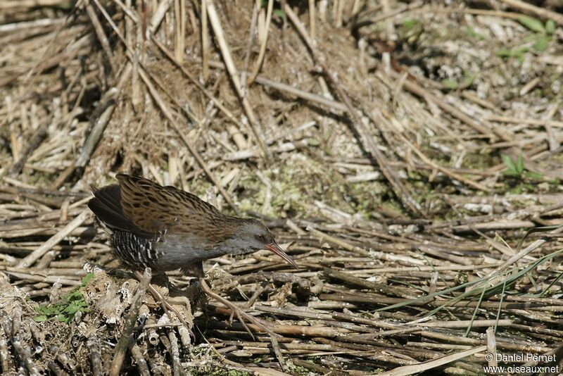 Water Rail male adult, Behaviour