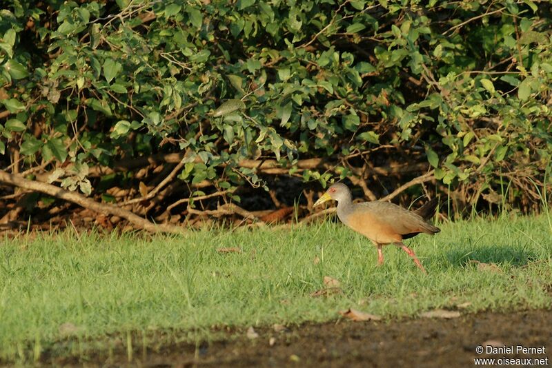 Grey-cowled Wood Railadult, identification