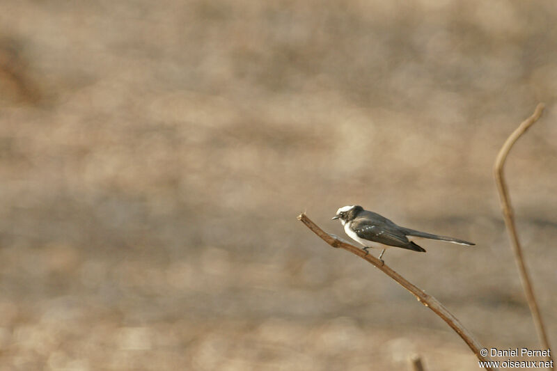 White-browed Fantailadult, identification