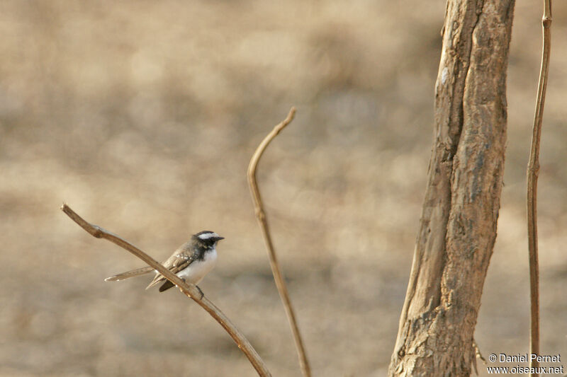 White-browed Fantailadult, identification