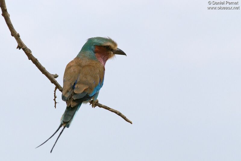 Lilac-breasted Rolleradult, identification