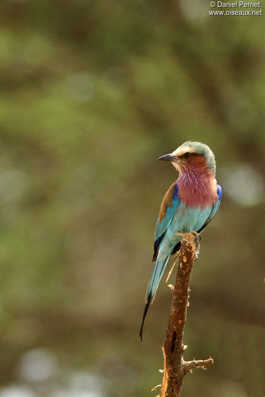 Lilac-breasted Rolleradult, identification