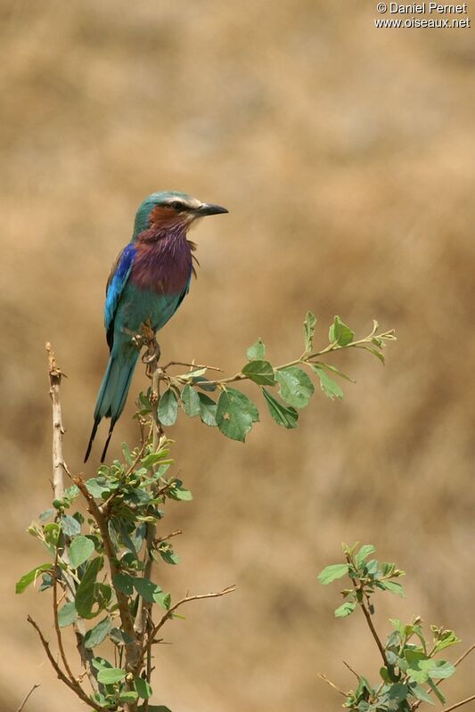 Lilac-breasted Rolleradult, identification