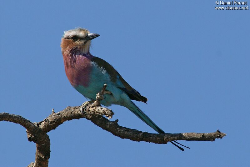 Lilac-breasted Rolleradult, identification