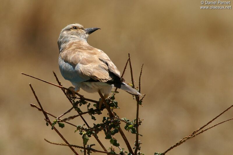 European Rolleradult, identification