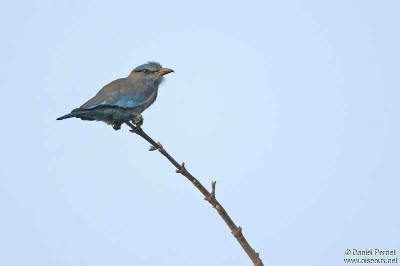 Indochinese Rolleradult, identification