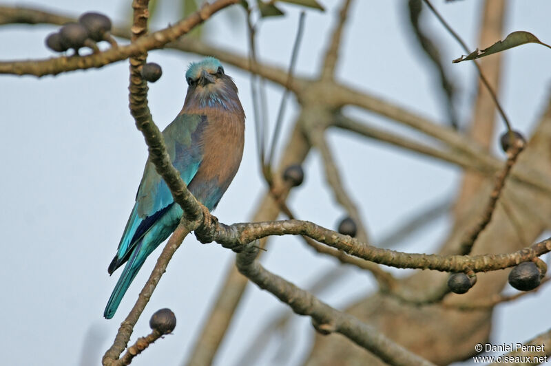 Indian Rolleradult, identification