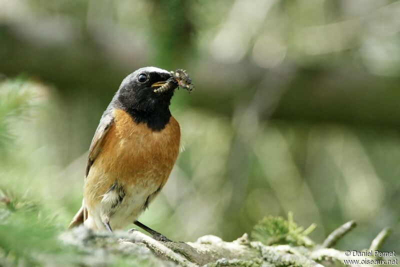 Common Redstart male adult, identification, Reproduction-nesting