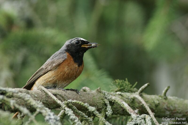 Common Redstart male adult, identification, Reproduction-nesting