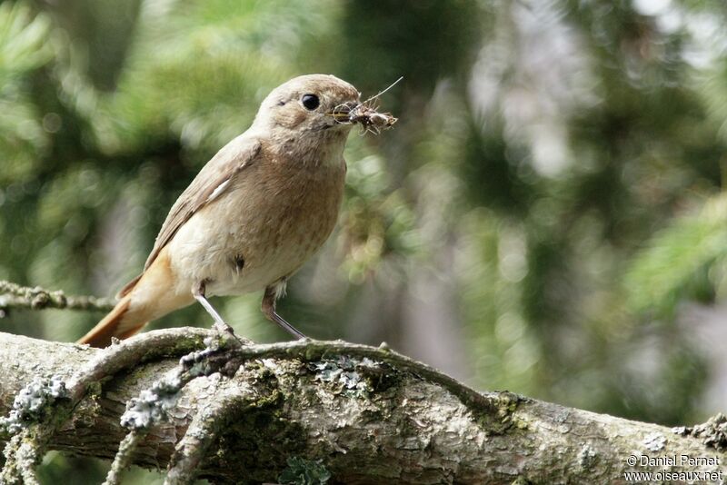 Common Redstart female adult, identification, Reproduction-nesting