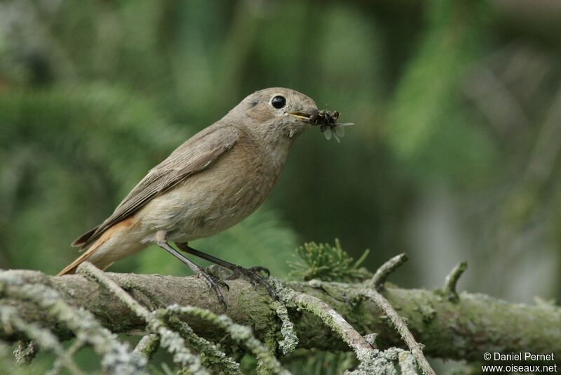 Common Redstart female adult, identification, Reproduction-nesting