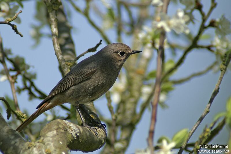 Black Redstart female adult, identification