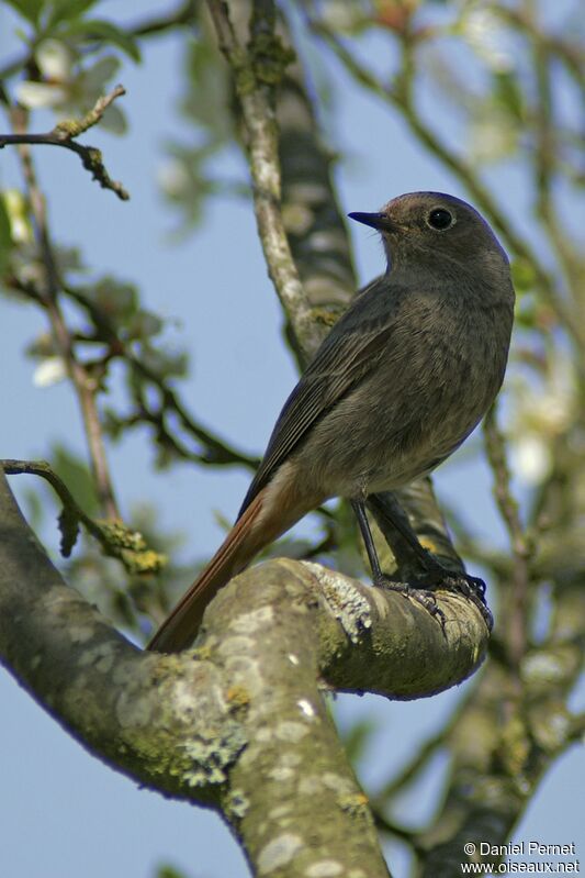 Black Redstart female adult, identification