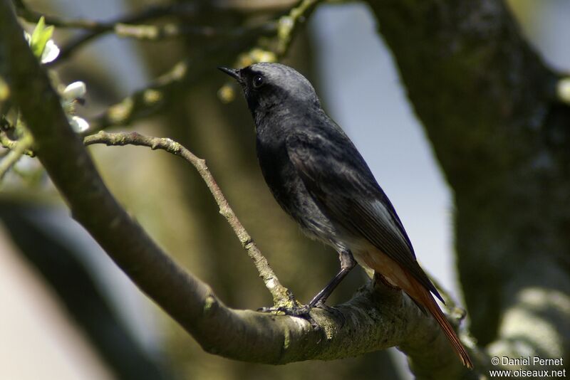 Black Redstart male adult, identification