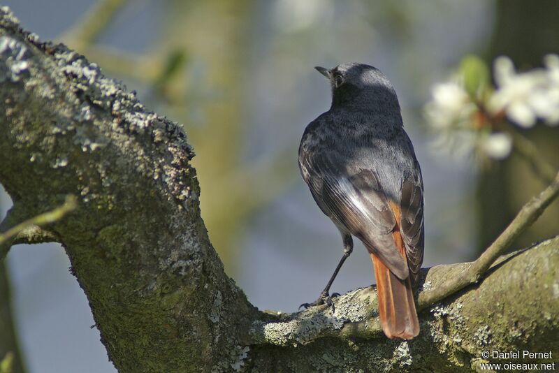 Black Redstart male adult, identification