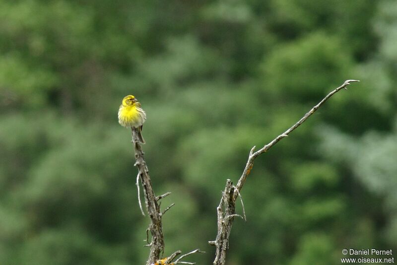 Serin ciniadulte, identification