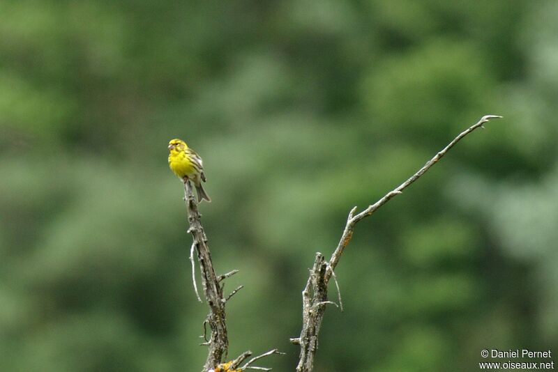 European Serinadult, identification