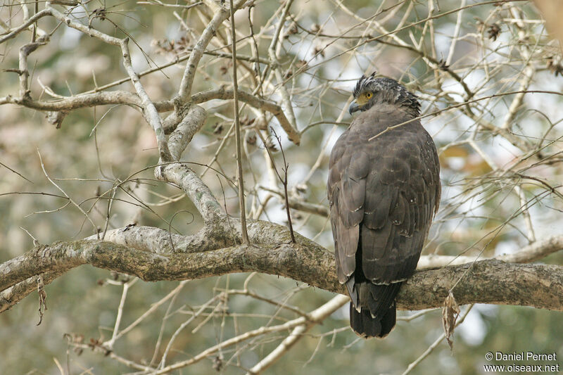 Serpentaire bachaadulte, identification, habitat