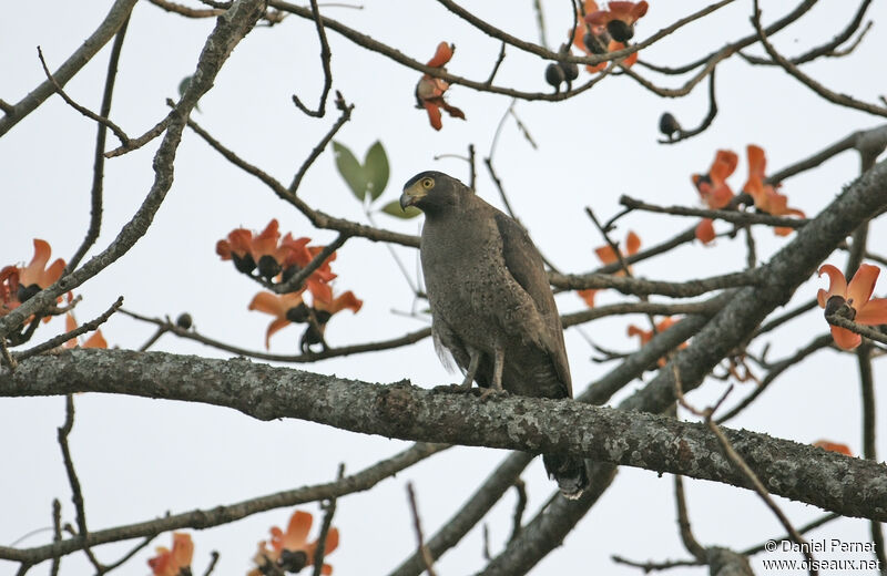 Serpentaire bachaadulte, habitat