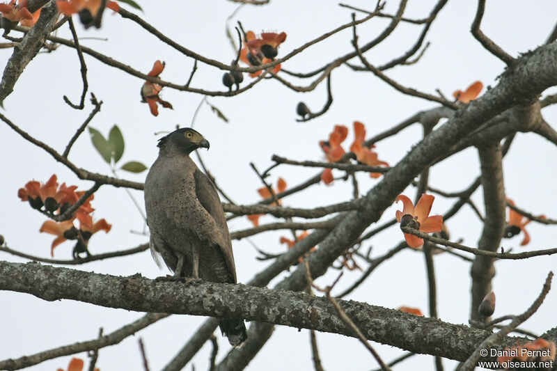 Serpentaire bachaadulte, identification, habitat