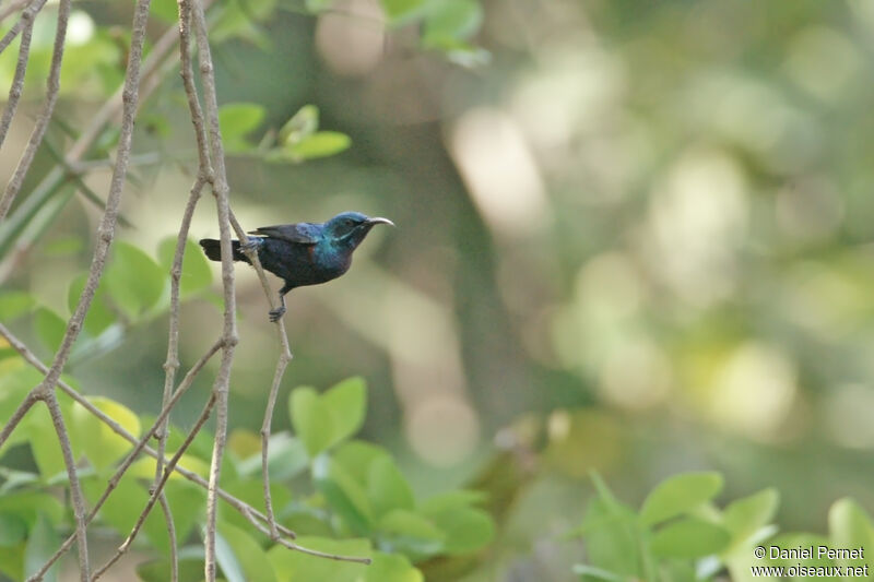 Souimanga asiatiqueadulte, habitat