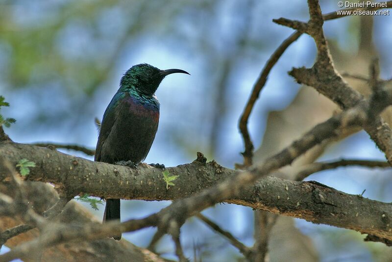 Marico Sunbird male adult, identification