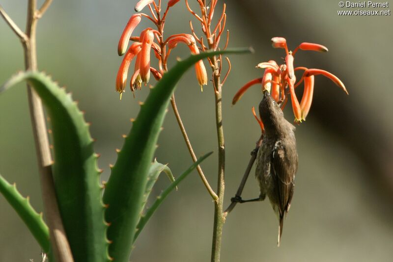 Marico Sunbird female adult, identification