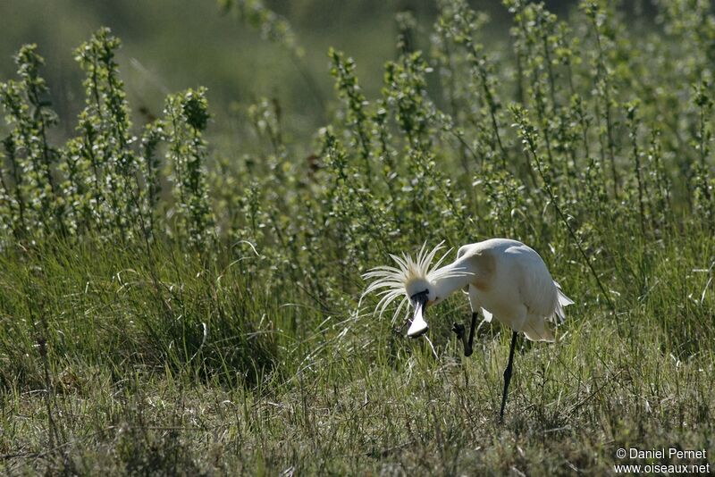 Eurasian Spoonbilladult, Behaviour