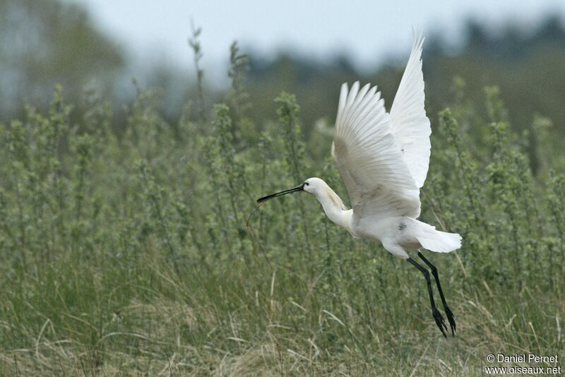 Eurasian Spoonbilladult, Flight, Reproduction-nesting, Behaviour