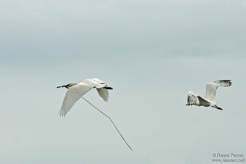 Eurasian Spoonbilladult, Flight, Reproduction-nesting, Behaviour