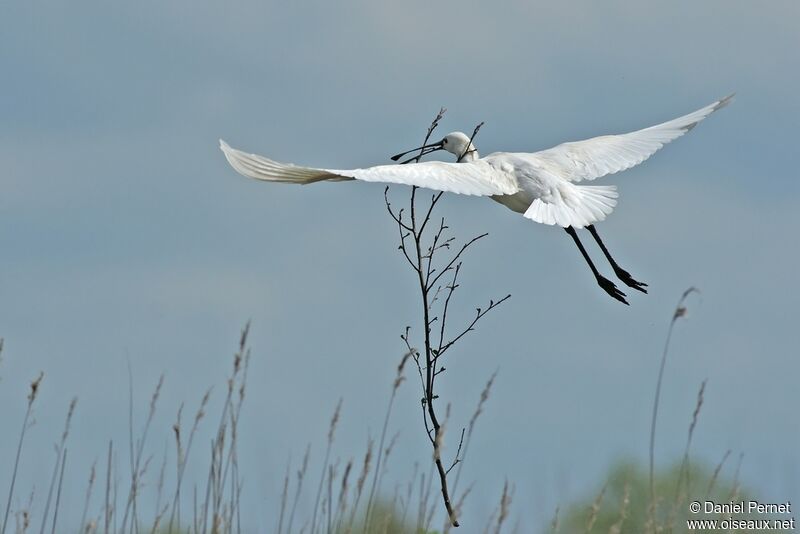 Eurasian Spoonbilladult, Flight, Reproduction-nesting, Behaviour