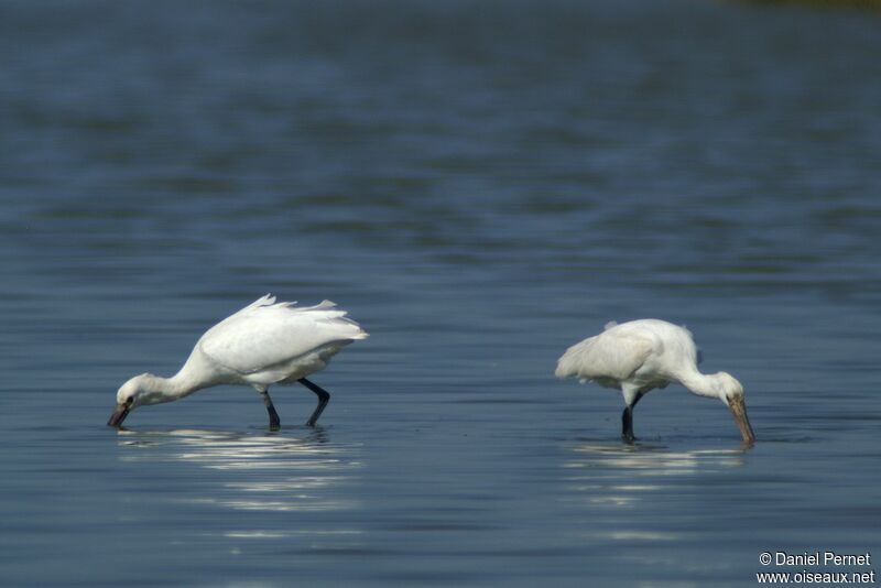 Eurasian Spoonbilladult, identification, Behaviour