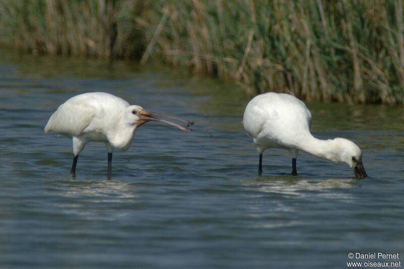 Eurasian Spoonbilladult, identification, Behaviour