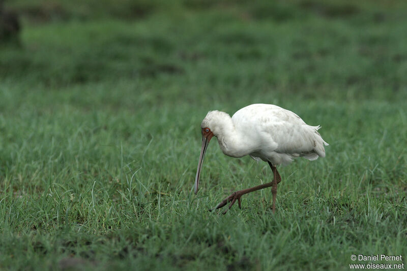 African Spoonbilladult, identification