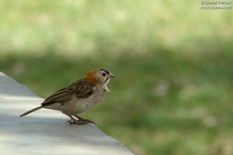 Speckle-fronted Weaveradult, identification