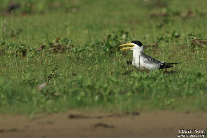 Large-billed Ternadult, identification