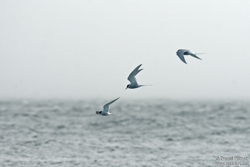 Arctic Ternadult, Flight