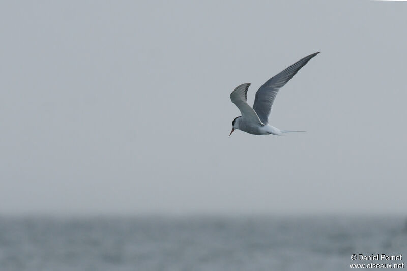 Arctic Ternsubadult, Flight